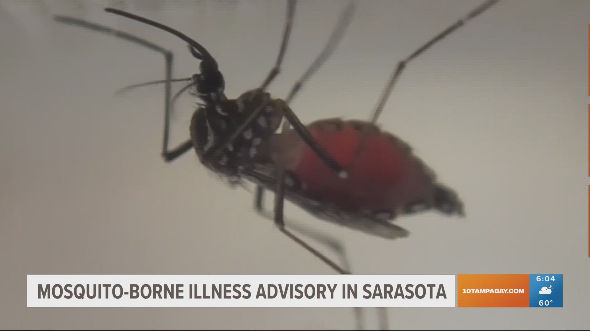 West Nile Virus Alert: Mosquito-Borne Disease in Sarasota County!