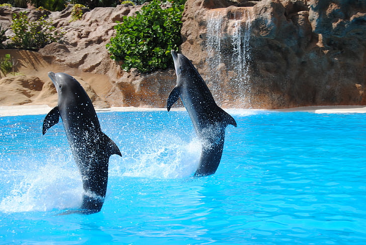 Why Do Dolphins Jump Together: Unveiling the Spectacular Synchrony