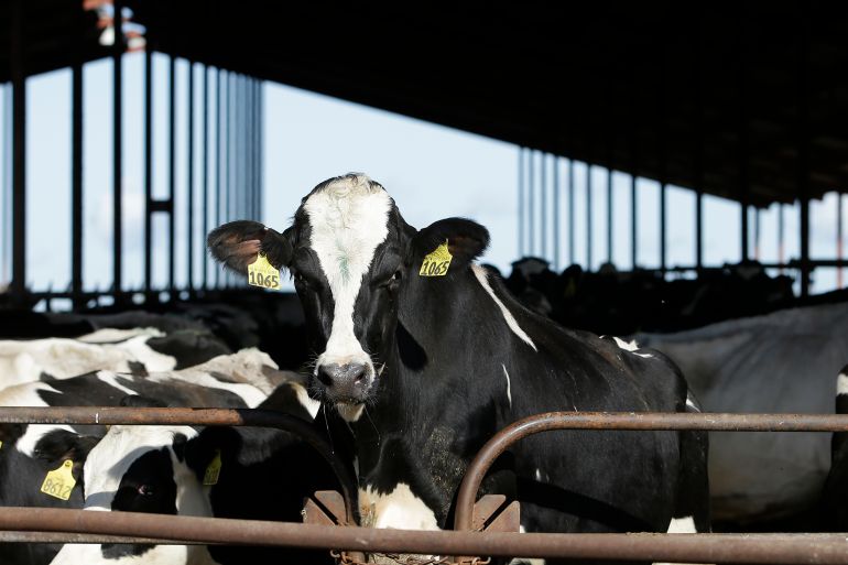 Why has bird flu in the US spread to cows and what’s the risk for humans?
