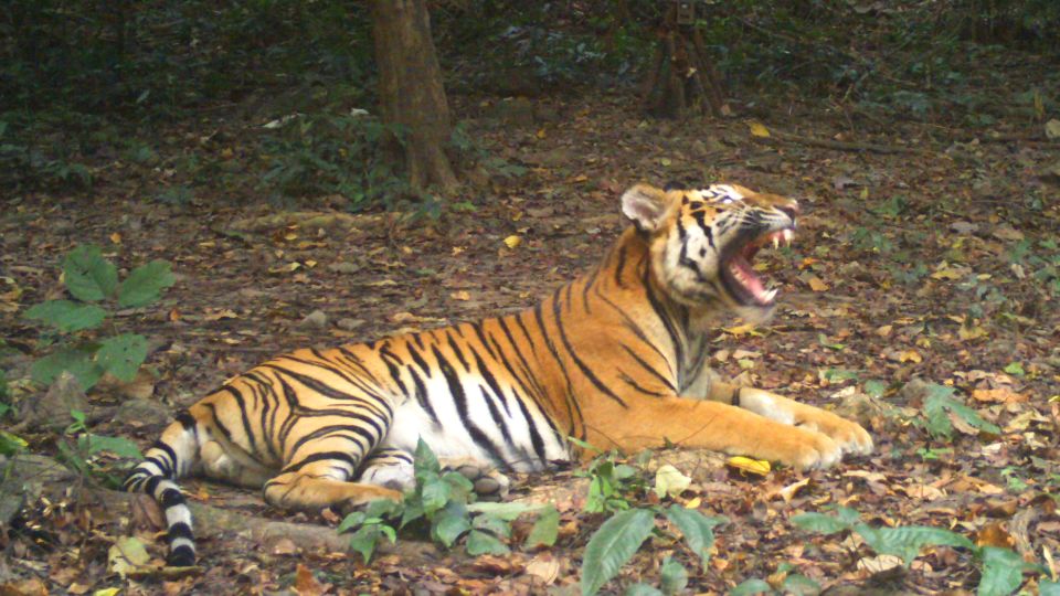Tigers are disappearing from Southeast Asia. A forest in Thailand offers new hope