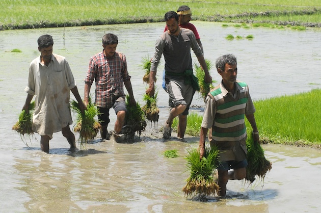 Farmers in Kashmir busy sowing rice crops amid the ongoing sowing season in the region. Picture by Umer Asif