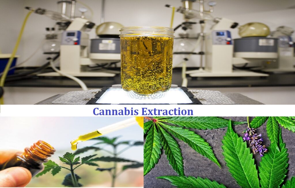 cannabis extraction