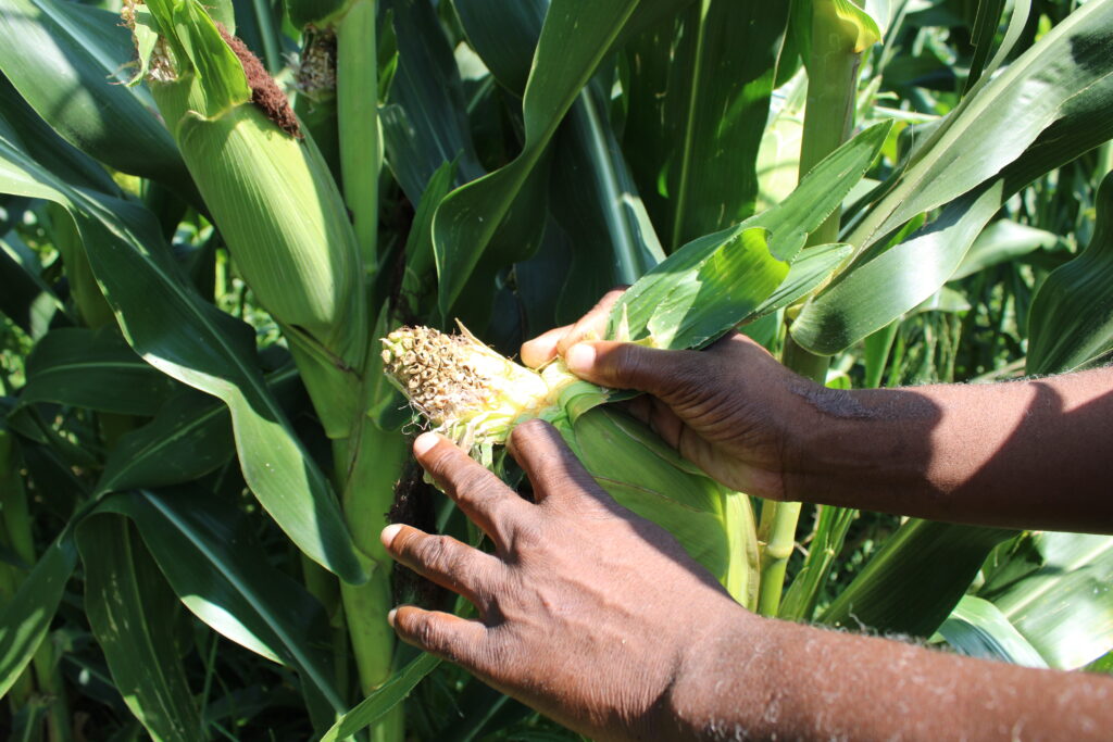 As hunger rises the world needs to act to boost food security that is threatened by climate change and conflict credit Busani Bafana IPS